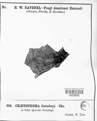 Chaetophoma catesbeyi image